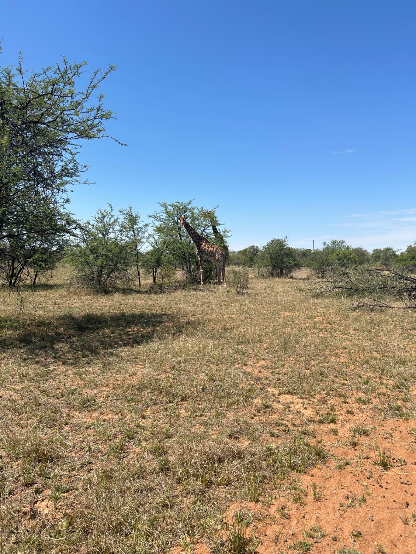 Giraffe browsing among acacia trees in the Waterberg bushveld